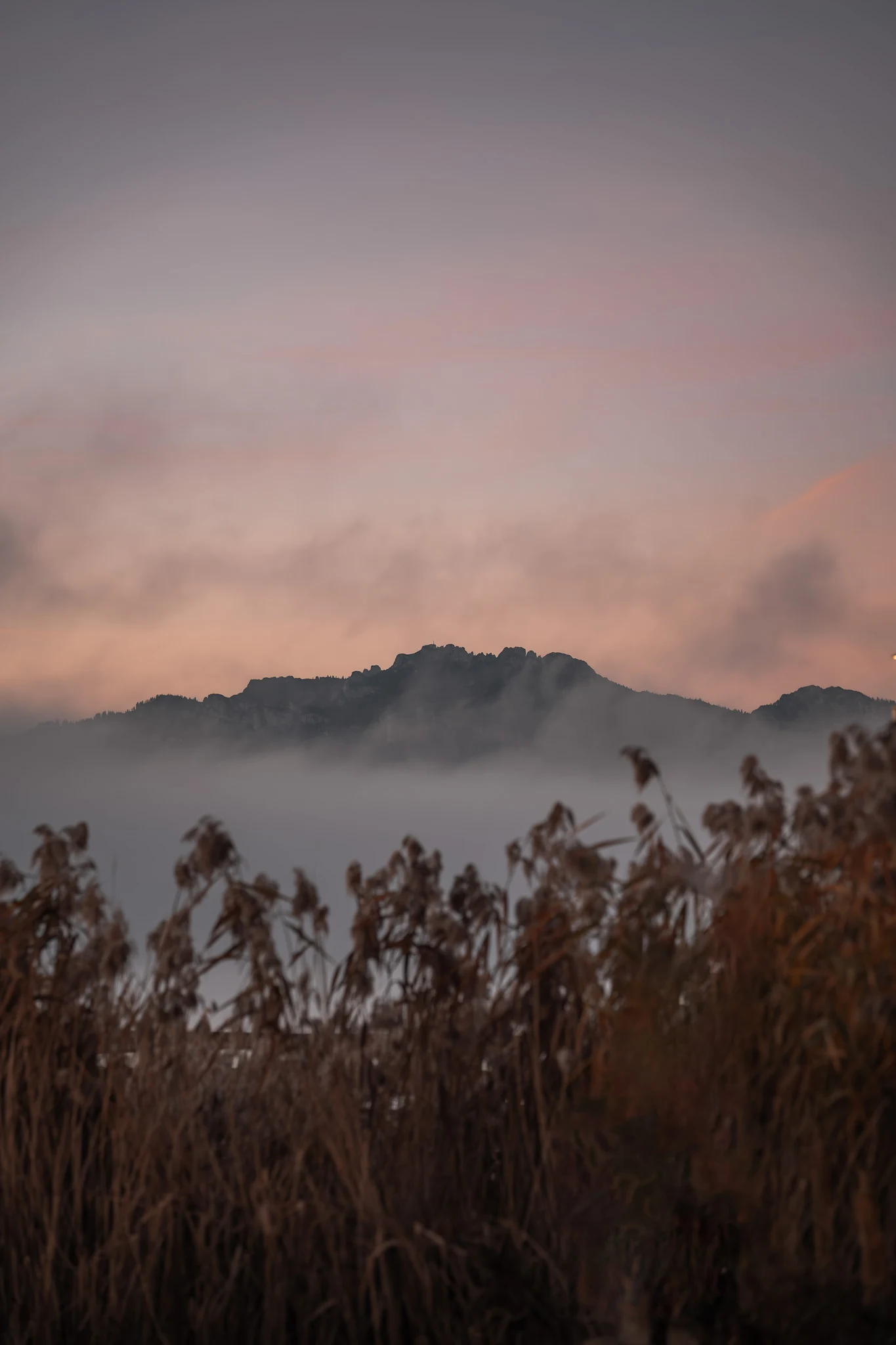 Kampenwand im Morgennebel bei Gstadt am Chiemsee hinter Schilf